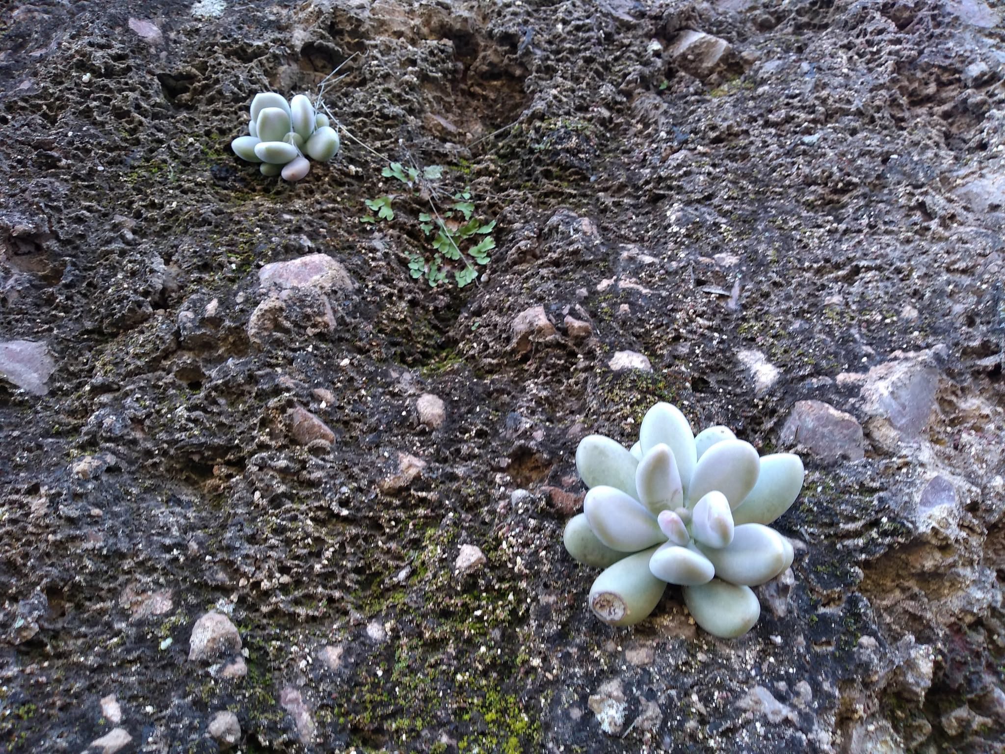 Graptopetalum amethystinum